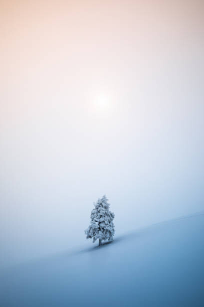 Ilustrace Christmas Tree, borchee, 26.7 × 40 cm