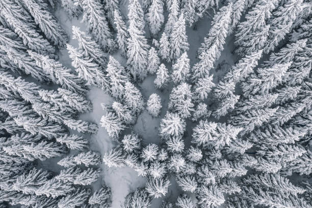 Ilustrace Aerial view of pine trees covered with snow, Nirian, 40 × 26.7 cm