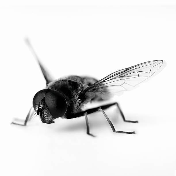 Levně Plakát, Obraz - Close up of black and white hoverfly, Adam Gault, 40 × 40 cm