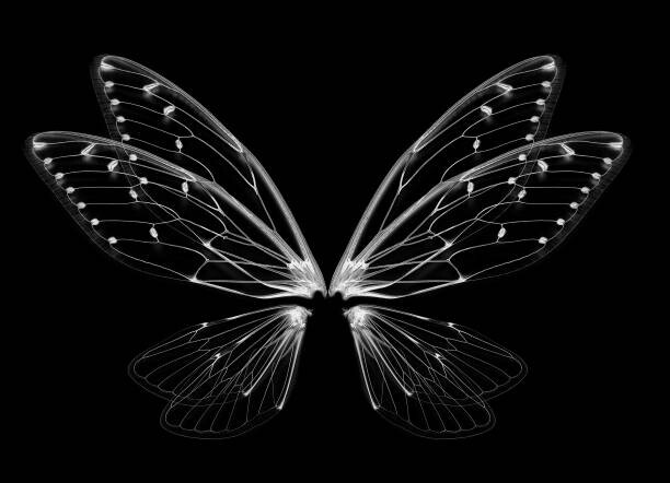Levně Plakát, Obraz - Insect cicada wing isolated on white background, anatchant, 40 × 30 cm