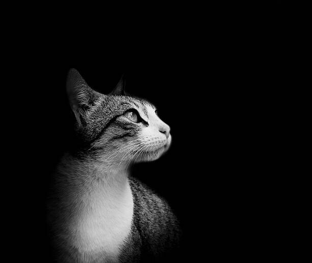 Levně Plakát, Obraz - Lovely European cat isolated on black background., nandoviciano, 40 × 33.7 cm