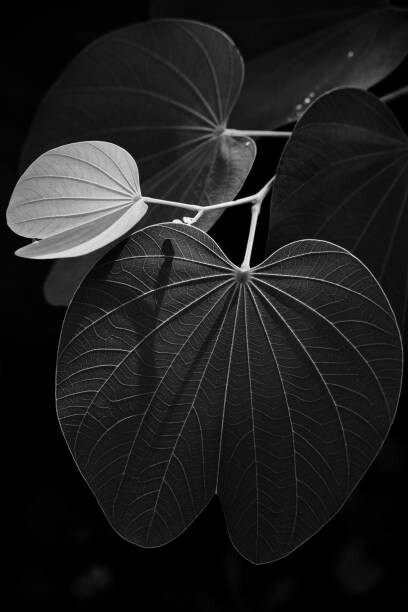 Levně Plakát, Obraz - Veins of a leaf, Sergi Escribano, 26.7 × 40 cm