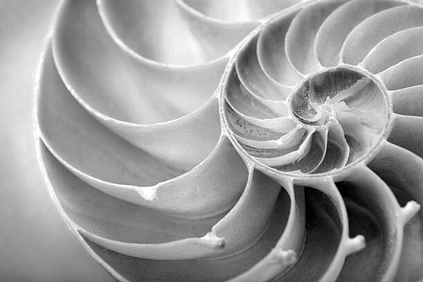 Fotografie nautilus close up, skodonnell, 40x26.7 cm