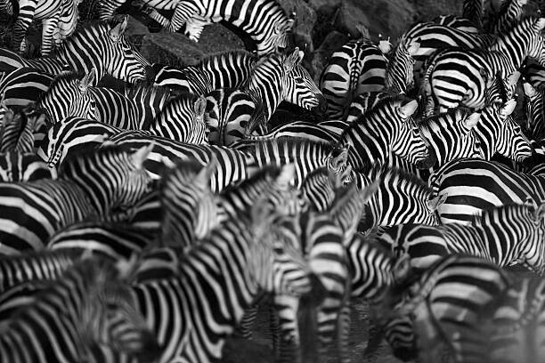 Levně Plakát, Obraz - Zebra herd, WLDavies, 40 × 26.7 cm