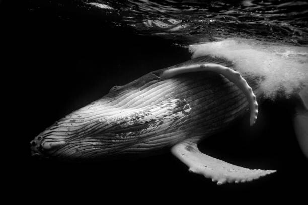 Fotografie Close up of playful juvenile Humpback, Philip Thurston, 40 × 26.7 cm