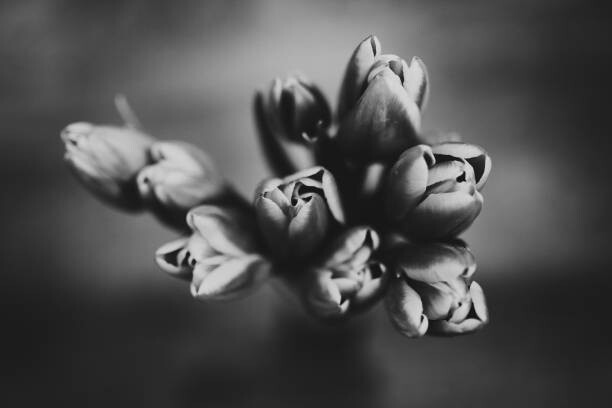 Levně Plakát, Obraz - Tulips, Magen Marie Photography, 40 × 26.7 cm