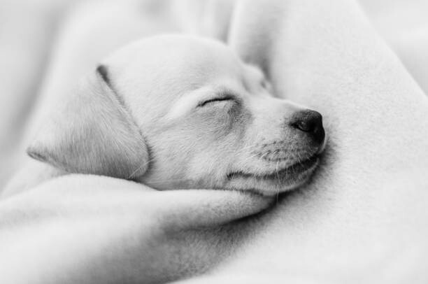 Fotografie Sleeping Chihuahua, Mexico, Roy Sánchez, 40 × 26.7 cm