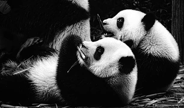 Fotografie Panda cubs, RAZVAN CIUCA, 40 × 22.5 cm