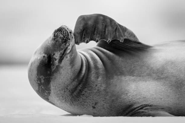 Levně Plakát, Obraz - Mono close-up of crabeater seal scratching, Nick Dale / 500px, 40 × 26.7 cm