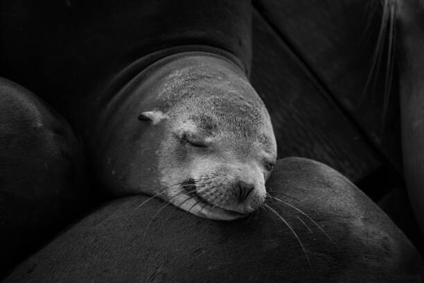 Levně Plakát, Obraz - Grayscale closeup shot of a cute sleeping seal, Wirestock, 40 × 26.7 cm