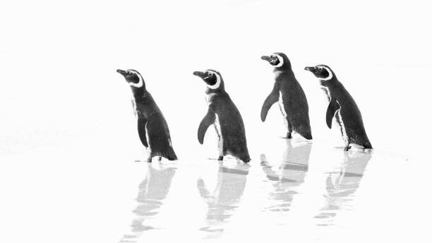 Levně Plakát, Obraz - Magellanic Penguin Marching Out to Sea, Vicki Jauron, Babylon and Beyond Photography, 40 × 22.2 cm