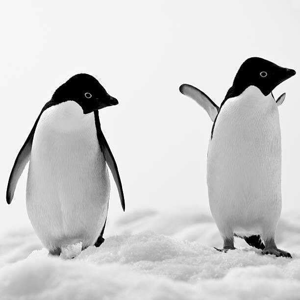 Levně Plakát, Obraz - Adelie Penguins on Iceberg Paulet Island, MOF, 40 × 40 cm