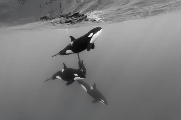 Levně Plakát, Obraz - Pod of female orcas, killer whales,, by wildestanimal, 40 × 26.7 cm