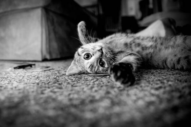 Levně Plakát, Obraz - Play Time, Cassandra Oldenburg / 500px, 40 × 26.7 cm
