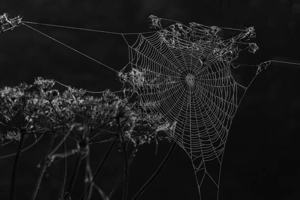 Levně Plakát, Obraz - Spiders web, Alan Tunnicliffe Photography, 40 × 26.7 cm