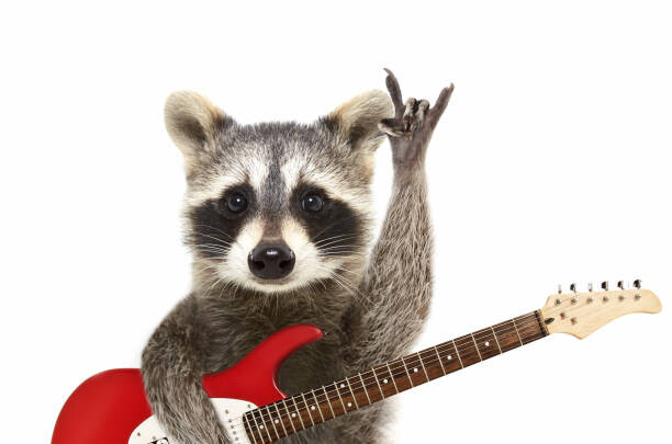 Levně Plakát, Obraz - Portrait of a funny raccoon with, Sonsedska, 40 × 26.7 cm