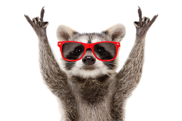 Fotografie Portrait of a funny raccoon in, Sonsedska, 40x26.7 cm