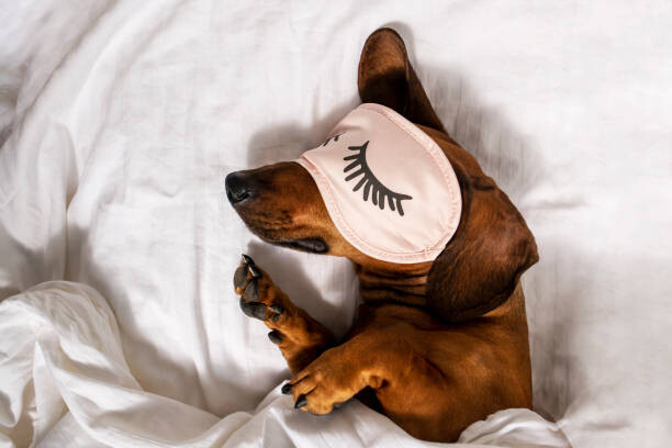 Levně Plakát, Obraz - An adult red-haired dachshund is resting, Oksana Restenko, 40 × 26.7 cm