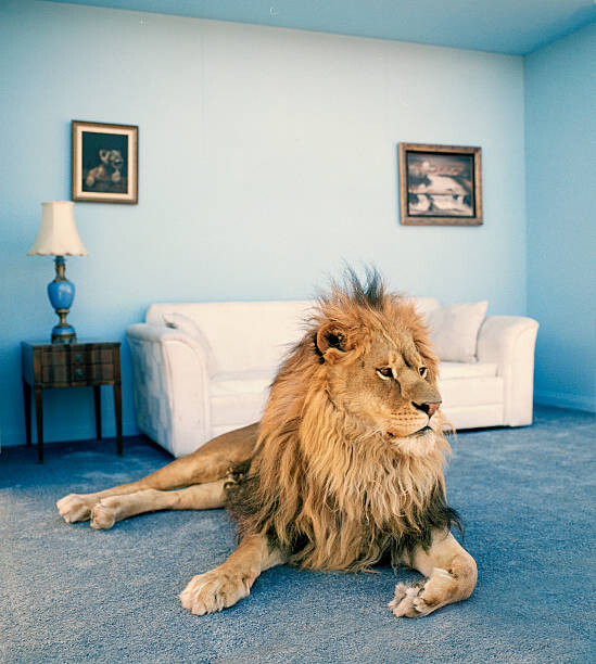Fotografie Lion on living room rug, Matthias Clamer, 35.9 × 40 cm