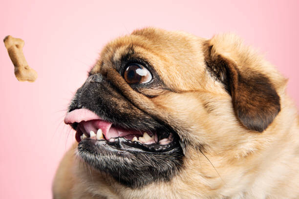 Fotografie Fat dog being teased with a biscuit., ClarkandCompany, 40 × 26.7 cm