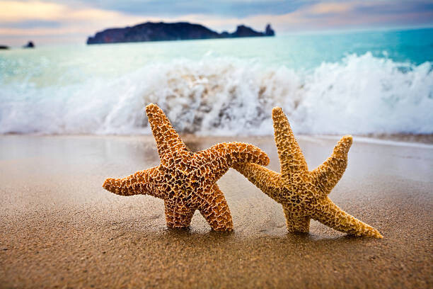 Levně Plakát, Obraz - In the Mood for Love - Couple of Starfish, Pinopic, 40 × 26.7 cm
