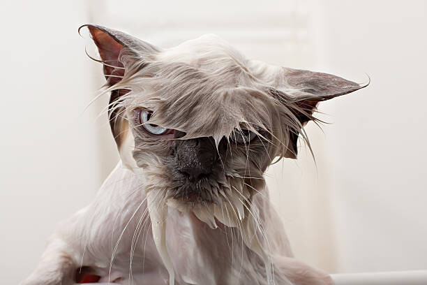 Levně Plakát, Obraz - Kitty Bath Time, DebbiSmirnoff, 40 × 26.7 cm