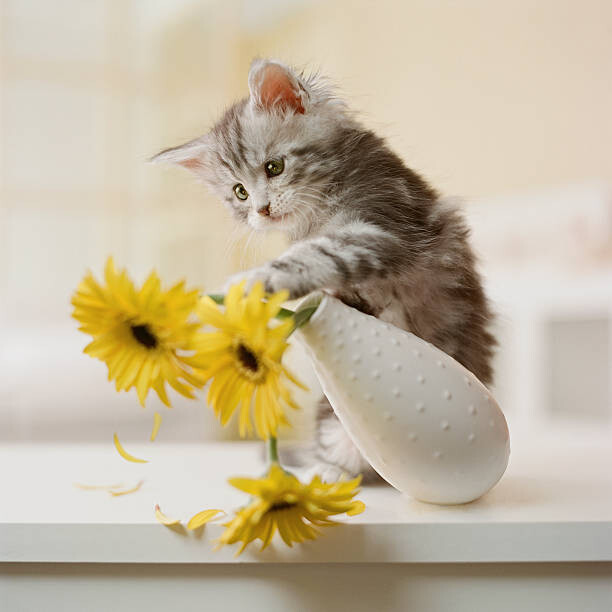 Levně Plakát, Obraz - Maine Coon Kitten knocking over yellow, GK Hart/Vikki Hart, 40 × 40 cm