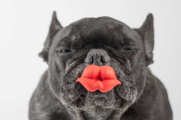 Levně Plakát, Obraz - Dog winking, Fernando Trabanco Fotografía, 40 × 26.7 cm