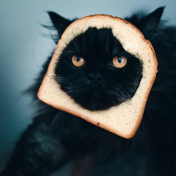 Levně Plakát, Obraz - Cat sandwich, Stéphane Berla, 40 × 40 cm