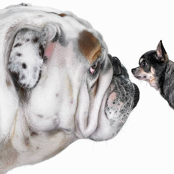 Levně Plakát, Obraz - Chihuahua dog staring at Bulldog, Gandee Vasan, 40 × 40 cm