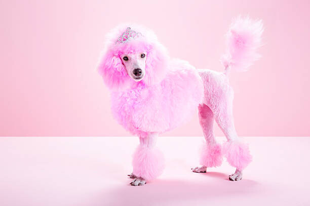 Fotografie Miniature Pink poodle, pink poodle,studio, JW LTD, 40 × 26.7 cm
