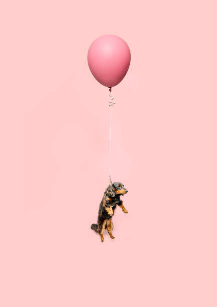 Umělecká fotografie Cute dog tied to a balloon and floating, Ian Ross Pettigrew, (30 x 40 cm)