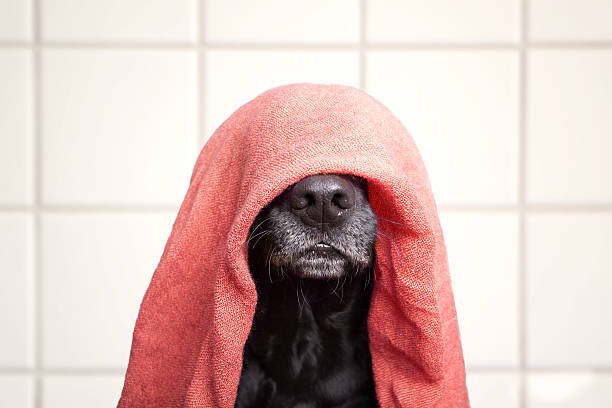 Levně Plakát, Obraz - Wet dog, Faba-Photograhpy, 40 × 26.7 cm