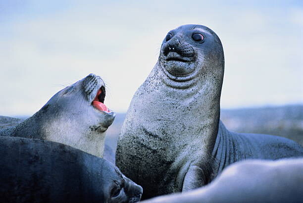 Levně Plakát, Obraz - Young elephant seals (Mirounga leonina)Antarctica, David Madison, 40 × 26.7 cm
