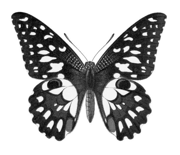 Fotografie Old chromolithograph illustration of Birdwing Butterfly, mikroman6, 40 × 34.4 cm