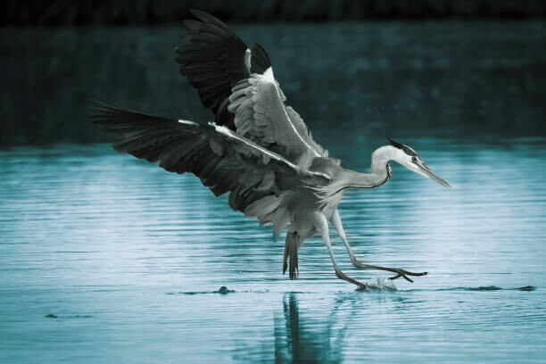 Fotografie Close-up of gray heron flying over lake, mikusistvan / 500px, 40 × 26.7 cm