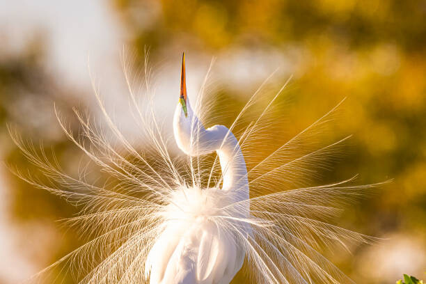 Levně Plakát, Obraz - Great Egret Displaying Breeding Plumage in, Troy Harrison, 40 × 26.7 cm