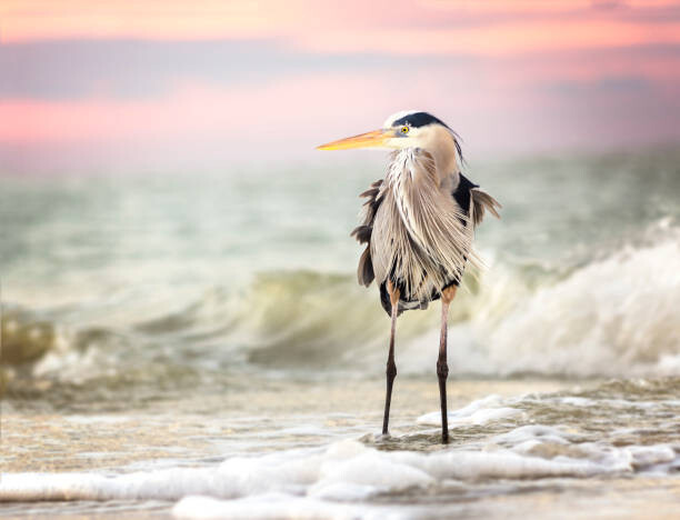 Levně Plakát, Obraz - Amazing Great Blue Heron at Sunrise, Vicki Jauron, Babylon and Beyond Photography, 40 × 30 cm
