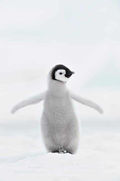 Levně Plakát, Obraz - Emperor penguin (Aptenodytes forsteri)., Martin Ruegner, 26.7 × 40 cm