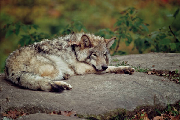 Fotografie Eastern Gray Wolf Laying On Rock, Copyright Michael Cummings, 40 × 26.7 cm
