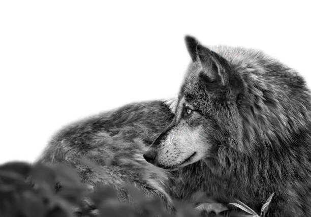 Levně Plakát, Obraz - Stunning profile portrait of handsome Gray Wolf, Adria Photography, 40 × 26.7 cm