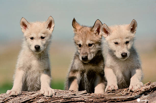 Levně Plakát, Obraz - Baby Wolf pups, Jim Austin Jimages Digital Photography, 40 × 26.7 cm