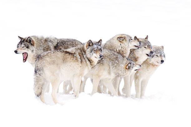 Fotografie Timber wolf family, Jim Cumming, 40x26.7 cm
