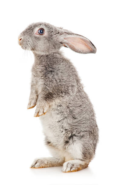 Levně Plakát, Obraz - Gray rabbit, ptaha_c, 26.7 × 40 cm