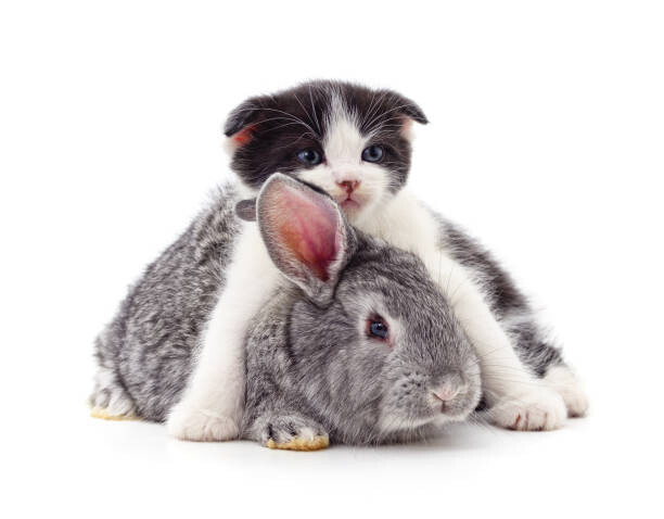 Levně Plakát, Obraz - Little kitty and bunny., Voren1, 40 × 30 cm