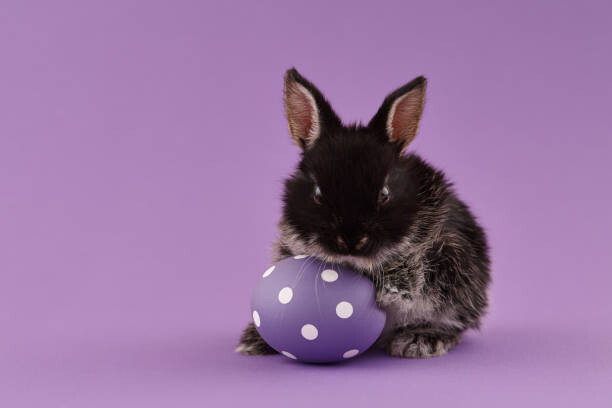 Plakát, Obraz - Easter bunny rabbit with egg on purple background, kobeza, 40 × 26.7 cm