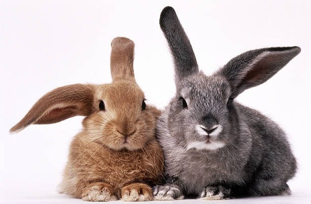 Levně Plakát, Obraz - BROWN AND GRAY BUNNIES, GK Hart/Vikki Hart, 40 × 26.7 cm