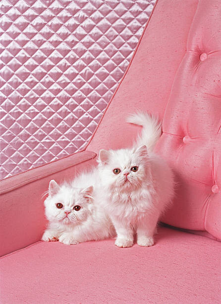 Levně Plakát, Obraz - White Persian cats on pink sofa, John Eder, 30 × 40 cm