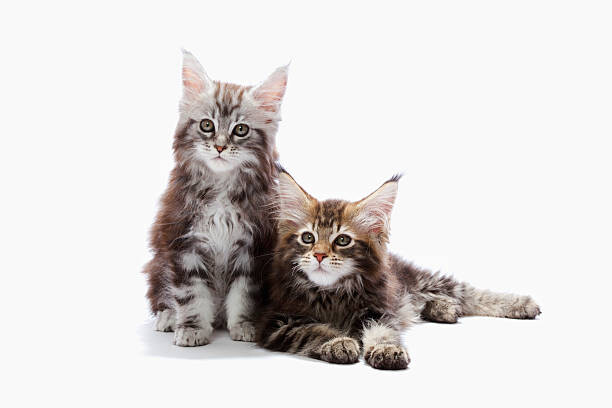 Fotografie Two kittens of Maine coon cat, ULTRA.F, 40 × 26.7 cm