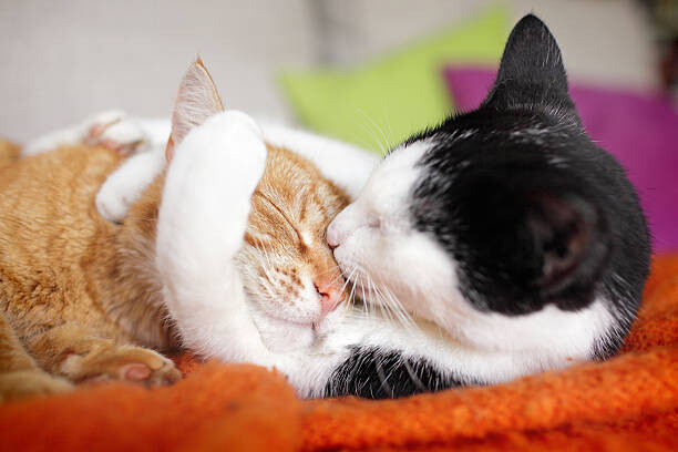 Levně Plakát, Obraz - cuddly cat couple kissing, Marcel ter Bekke, 40 × 26.7 cm